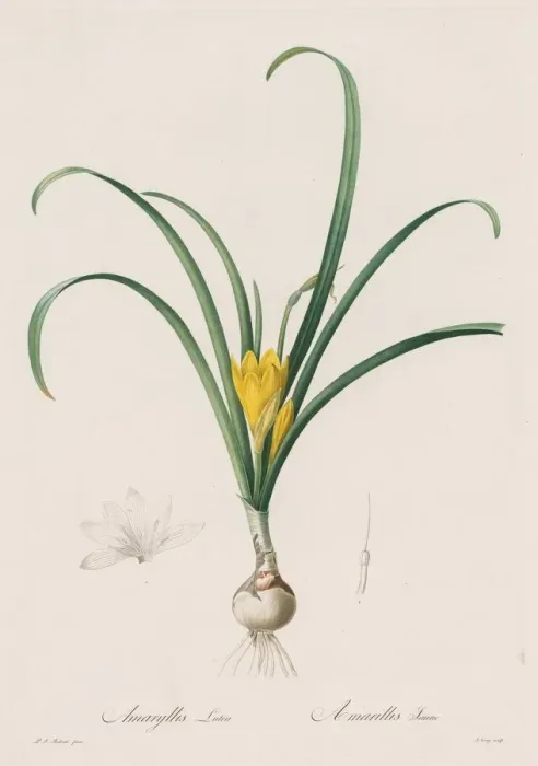 Framed Print : Les Liliacees: Amaryllis Lutes, 1802-1816. Creator: Henry Joseph Redoute (French