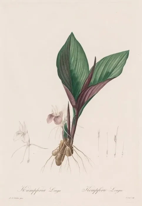 Framed Print : Les Liliacees: Kaempferia longa, 1802-1816. Creator: Henry Joseph Redoute (French Framed Print : Les Liliacees: Kaempferia longa, 1802-1816. Creator: Henry Joseph Redoute (French