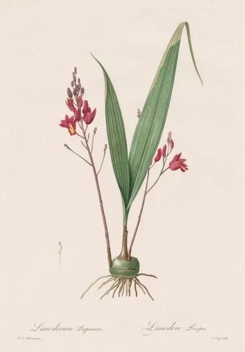 Framed Print : Les Liliacees: Limodorum purpureum, 1802-1816. Creator: Henry Joseph Redoute (French Framed Print : Les Liliacees: Limodorum purpureum, 1802-1816. Creator: Henry Joseph Redoute (French