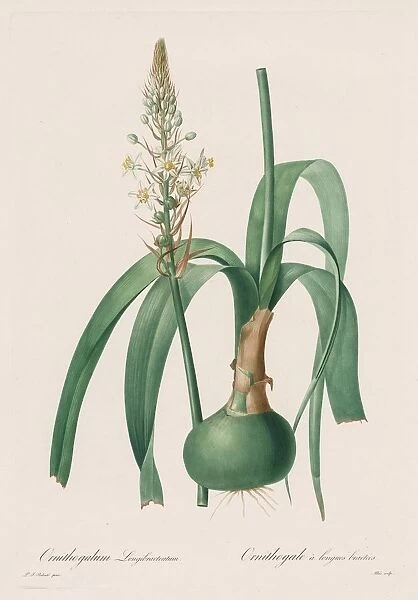 Les Liliacees: Ornithogalum longibracteatum, 1802-1816. Creator: Henry Joseph Redouté