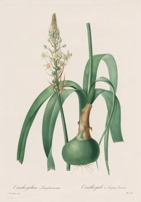 Framed Print : Les Liliacees: Ornithogalum longibracteatum, 1802-1816. Creator: Henry Joseph Redouté Framed Print : Les Liliacees: Ornithogalum longibracteatum, 1802-1816. Creator: Henry Joseph Redouté