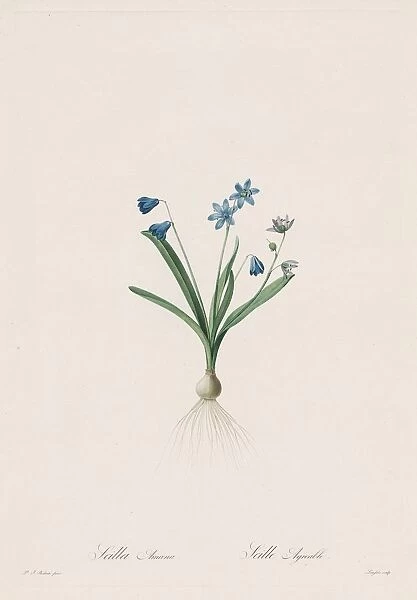 Les Liliacees: Scilla amaena, 1802-1816. Creator: Henry Joseph Redoute (French