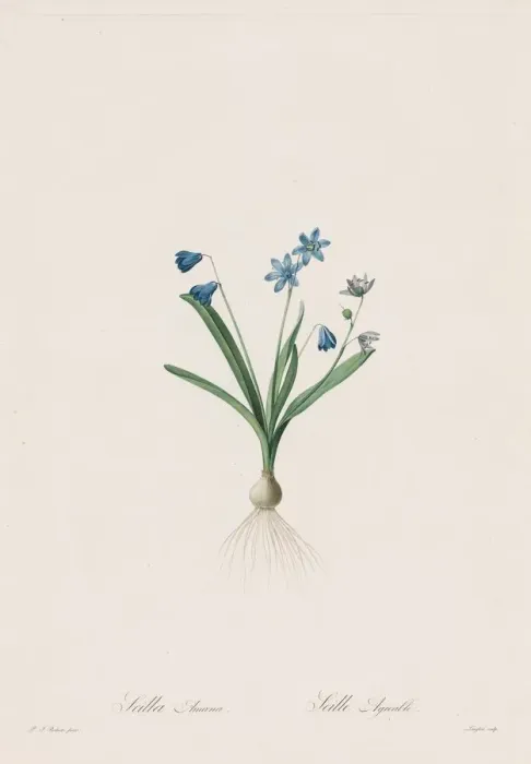 Framed Print : Les Liliacees: Scilla amaena, 1802-1816. Creator: Henry Joseph Redoute (French