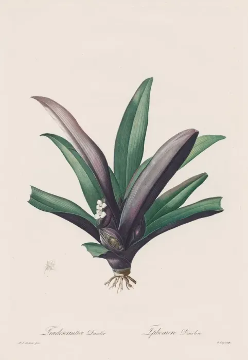 Framed Print : Les Liliacees: Tradescantia discolour, 1802-1816. Creator: Henry Joseph Redoute (French Framed Print : Les Liliacees: Tradescantia discolour, 1802-1816. Creator: Henry Joseph Redoute (French