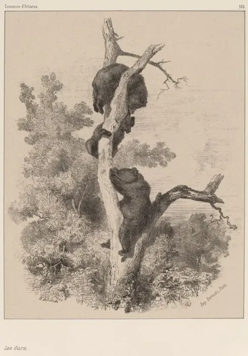 Framed Print : Les ours. Creator: Karl Bodmer Framed Print : Les ours. Creator: Karl Bodmer