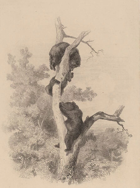 Les ours. Creator: Karl Bodmer