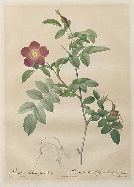 Les Roses: Rosa alpina pendulina, 1817-1824. Creator: Henry Joseph Redoute (French