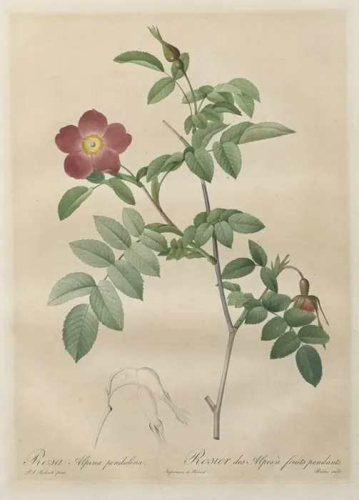 Framed Print : Les Roses: Rosa alpina pendulina, 1817-1824. Creator: Henry Joseph Redoute (French Framed Print : Les Roses: Rosa alpina pendulina, 1817-1824. Creator: Henry Joseph Redoute (French