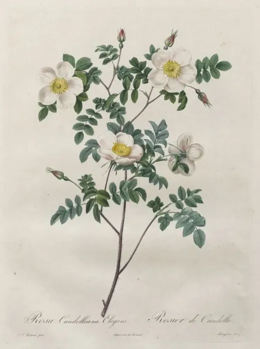 Framed Print : Les Roses: Rosa Candolleana Elegans, 1817-1824. Creator: Henry Joseph Redoute (French Framed Print : Les Roses: Rosa Candolleana Elegans, 1817-1824. Creator: Henry Joseph Redoute (French
