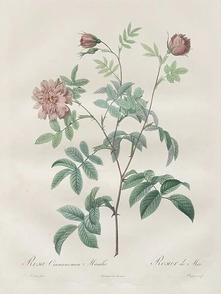 Les Roses: Rosa cinnamomea, 1817-1824. Creator: Henry Joseph Redoute (French, 1766-1853)