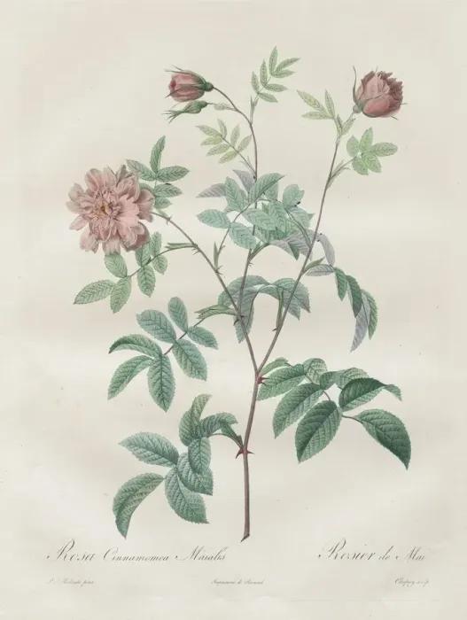 Framed Print : Les Roses: Rosa cinnamomea, 1817-1824. Creator: Henry Joseph Redoute (French, 1766-1853)