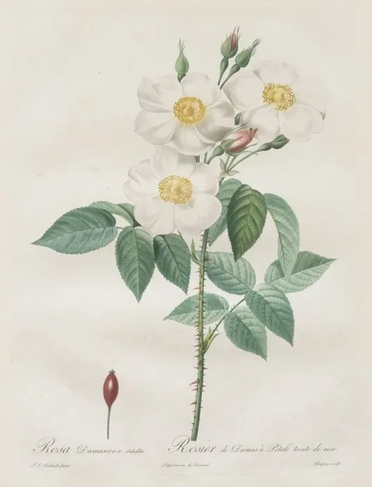 Framed Print : Les Roses: Rosa Damascena, subalba, 1817-1824. Creator: Henry Joseph Redoute (French