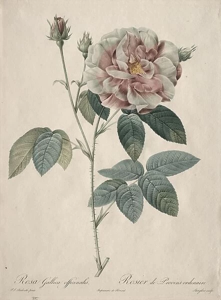 Les Roses: Rosa Gallica, 1817-1824. Creator: Henry Joseph Redoute (French, 1766-1853)