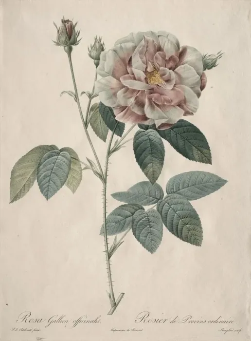 Framed Print : Les Roses: Rosa Gallica, 1817-1824. Creator: Henry Joseph Redoute (French, 1766-1853) Framed Print : Les Roses: Rosa Gallica, 1817-1824. Creator: Henry Joseph Redoute (French, 1766-1853)