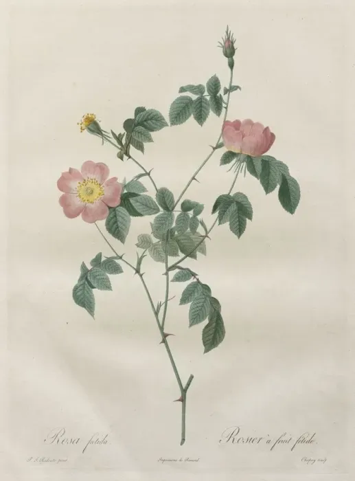 Framed Print : Les Roses: Rosa indica, 1817-1824. Creator: Henry Joseph Redoute (French, 1766-1853) Framed Print : Les Roses: Rosa indica, 1817-1824. Creator: Henry Joseph Redoute (French, 1766-1853)