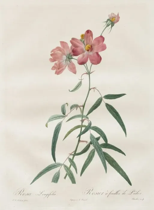 Framed Print : Les Roses: Rosa Longifolia, 1817-1824. Creator: Henry Joseph Redoute (French, 1766-1853) Framed Print : Les Roses: Rosa Longifolia, 1817-1824. Creator: Henry Joseph Redoute (French, 1766-1853)