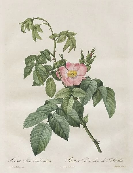 Les Roses: Rosa Villosa Terebenthina, 1817-1824. Creator: Henry Joseph Redoute (French
