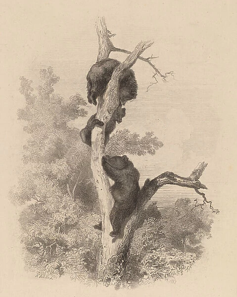 Les Ours (The Bears), 1858  /  1874. Creator: Karl Bodmer