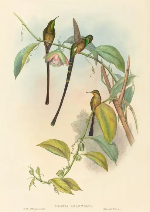 Framed Print : Lesbia Amaryllis. Creators: John Gould, Henry Constantine Richter Framed Print : Lesbia Amaryllis. Creators: John Gould, Henry Constantine Richter