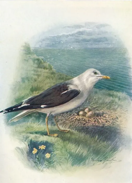 Framed Print : Lesser Black-Backed Gull - Lar us fus cus, c1910, (1910). Artist: George James Rankin Framed Print : Lesser Black-Backed Gull - Lar us fus cus, c1910, (1910). Artist: George James Rankin