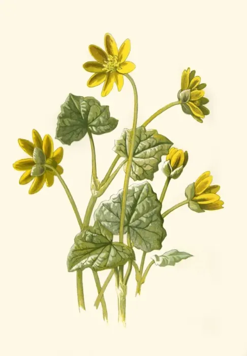 Framed Print : Lesser Celandine, 1877. Creator: Frederick Edward Hulme Framed Print : Lesser Celandine, 1877. Creator: Frederick Edward Hulme