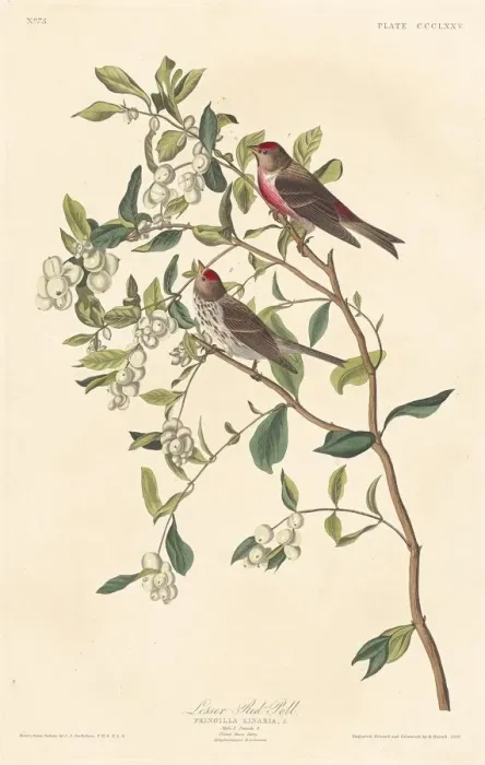Framed Print : Lesser Red-poll, 1837. Creator: Robert Havell Framed Print : Lesser Red-poll, 1837. Creator: Robert Havell