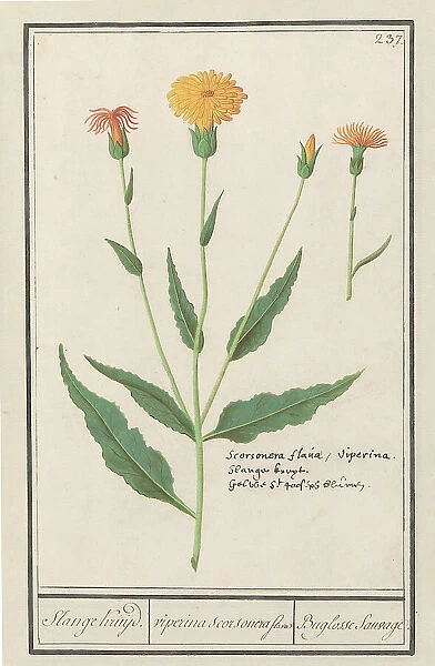 Lesser salsify (Scorzonera humilis), 1596-1610. Creators: Anselmus de Boodt, Elias Verhulst
