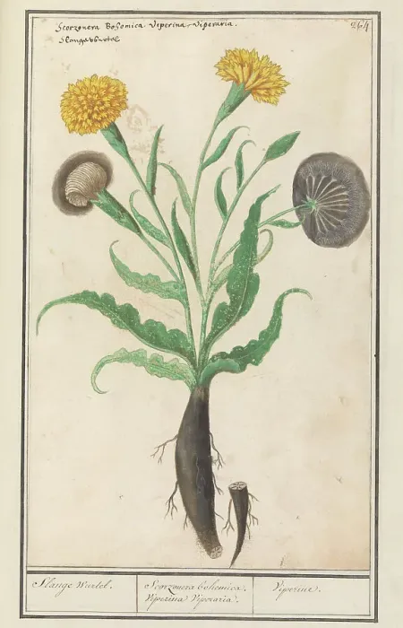 Framed Print : Lesser salsify (Scorzonera humilis), 1596-1610. Creators: Anselmus de Boodt, Elias Verhulst Framed Print : Lesser salsify (Scorzonera humilis), 1596-1610. Creators: Anselmus de Boodt, Elias Verhulst