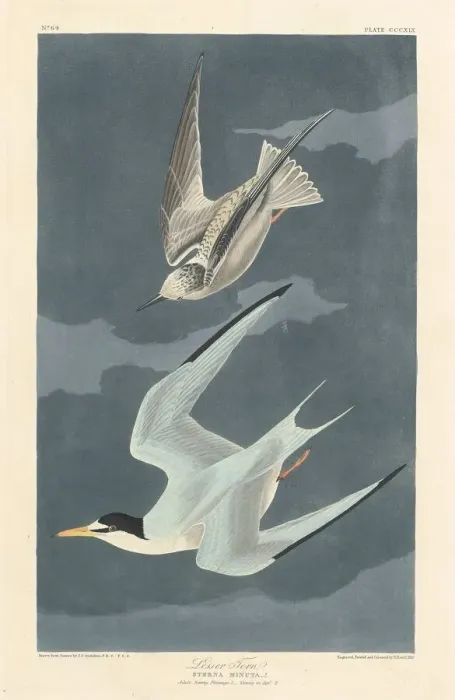 Framed Print : Lesser Tern, 1836. Creator: Robert Havell Framed Print : Lesser Tern, 1836. Creator: Robert Havell