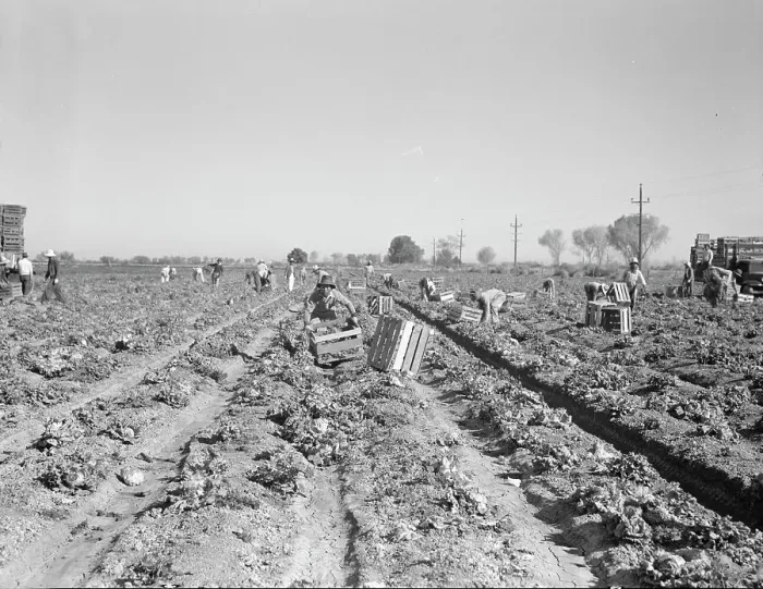 Framed Print : Lettuce cutting in the Imperial Valley, California, 1937. Creator: Dorothea Lange Framed Print : Lettuce cutting in the Imperial Valley, California, 1937. Creator: Dorothea Lange