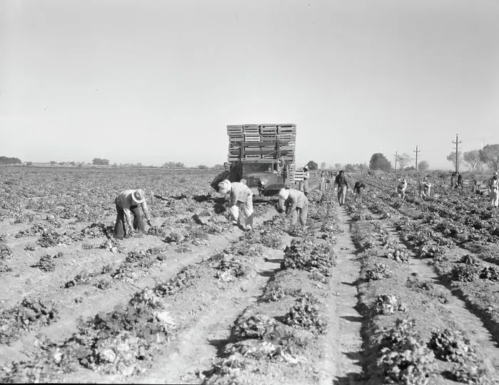 Framed Print : Lettuce cutting in the Imperial Valley, California, 1937. Creator: Dorothea Lange Framed Print : Lettuce cutting in the Imperial Valley, California, 1937. Creator: Dorothea Lange
