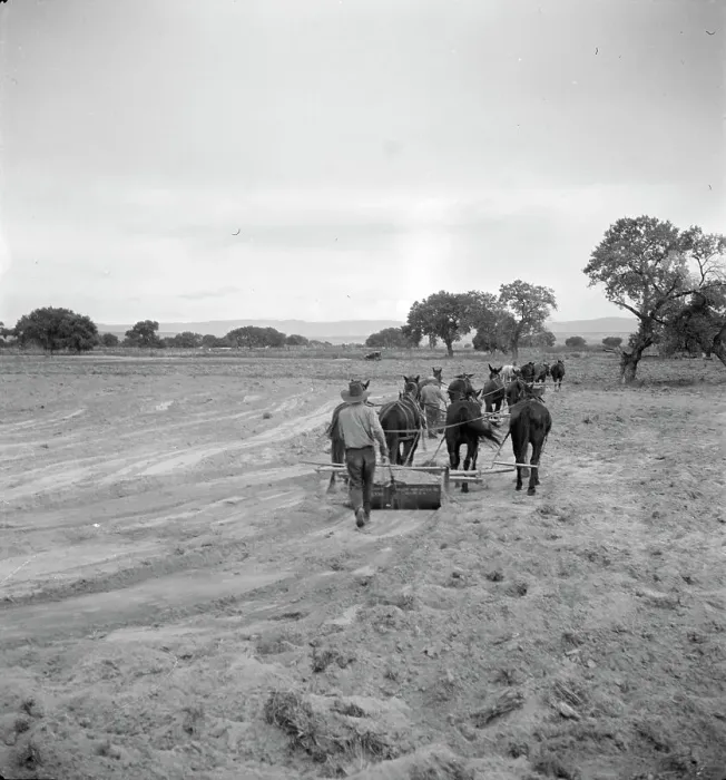 Framed Print : Leveling the land for irrigation on the Bosque Farms project, New Mexico, 1935. Creator: Dorothea Lange Framed Print : Leveling the land for irrigation on the Bosque Farms project, New Mexico, 1935. Creator: Dorothea Lange