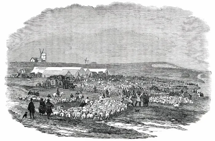 Framed Print : Lewes Great Sheep Fair, 1850. Creator: Unknown Framed Print : Lewes Great Sheep Fair, 1850. Creator: Unknown