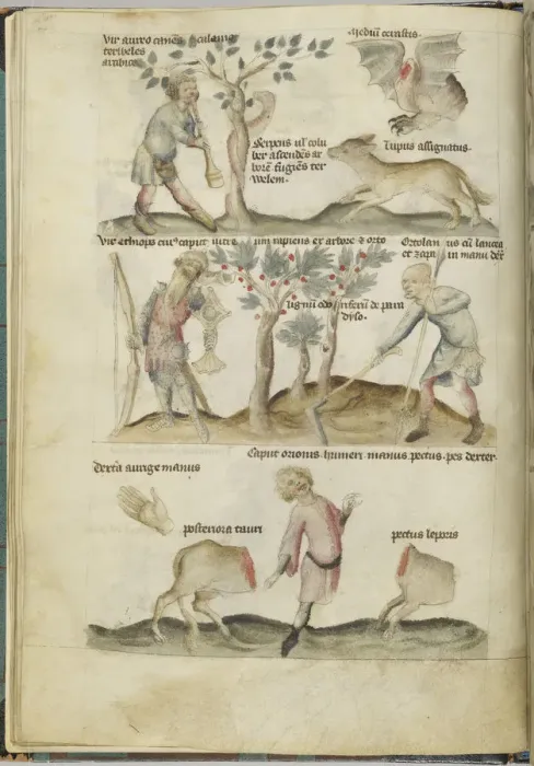 Framed Print : Liber Astrologiae Framed Print : Liber Astrologiae