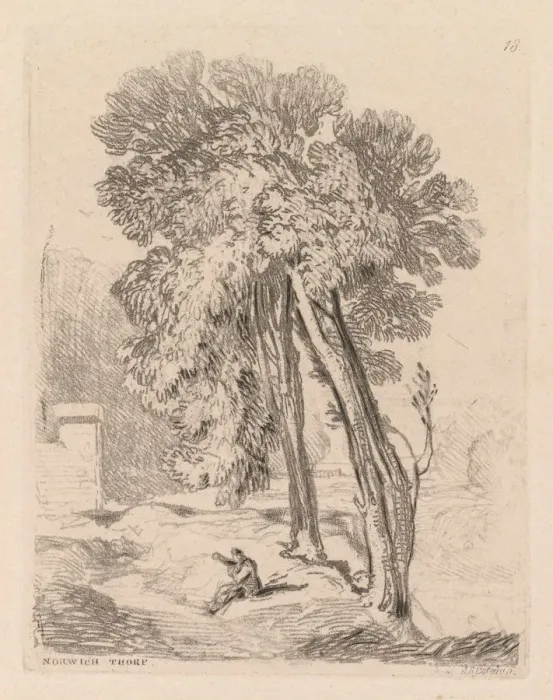 Framed Print : Liber Studiorum: Plate 18, Trees at Norwich Thorp, Norfolk, 1838. Creator: John Sell Cotman Framed Print : Liber Studiorum: Plate 18, Trees at Norwich Thorp, Norfolk, 1838. Creator: John Sell Cotman