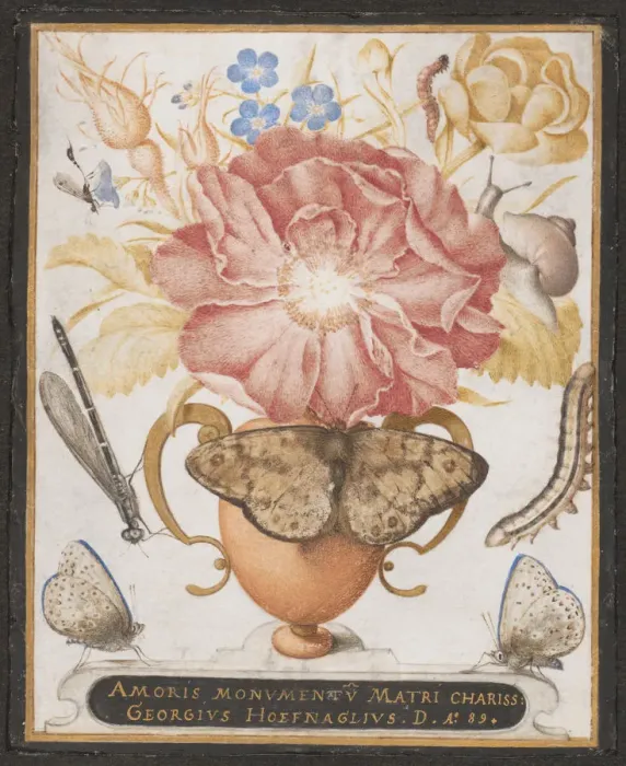 Framed Print : Still Life with Flowers, a Snail and Insects, 1589. Creator: Joris Hoefnagel Framed Print : Still Life with Flowers, a Snail and Insects, 1589. Creator: Joris Hoefnagel