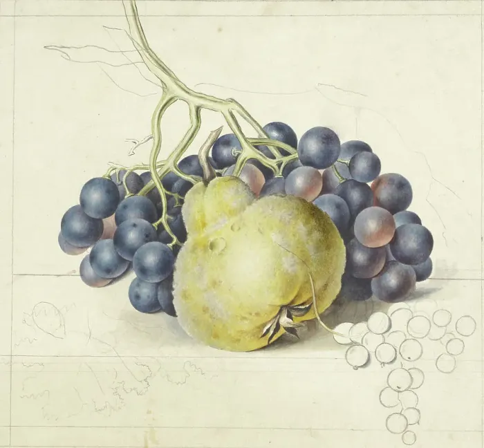 Framed Print : Still life with grapes and a pear, 1792-1861. Creator: Georgius Jacobus Johannes van Os Framed Print : Still life with grapes and a pear, 1792-1861. Creator: Georgius Jacobus Johannes van Os