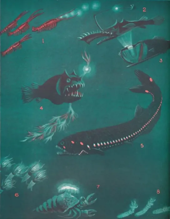 Framed Print : Life Half a Mile Below The Seas Surface, 1935 Framed Print : Life Half a Mile Below The Seas Surface, 1935