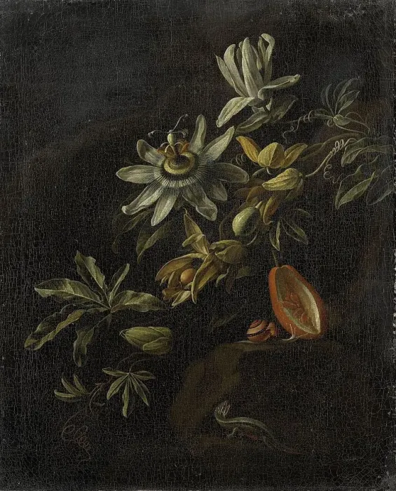 Framed Print : Still Life with Passionflowers, 1670-1708. Creator: Elias Van Den Broeck Framed Print : Still Life with Passionflowers, 1670-1708. Creator: Elias Van Den Broeck