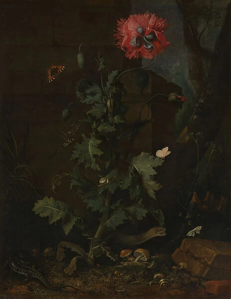 Still Life with Poppy, Insects, and Reptiles, ca. 1670. Creator: Otto Marseus van Schrieck