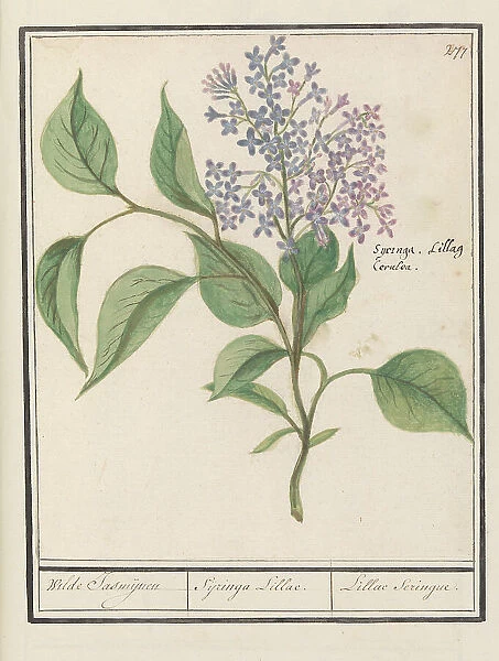 Lilac (Syringa vulgaris), 1596-1610. Creators: Anselmus de Boodt, Elias Verhulst