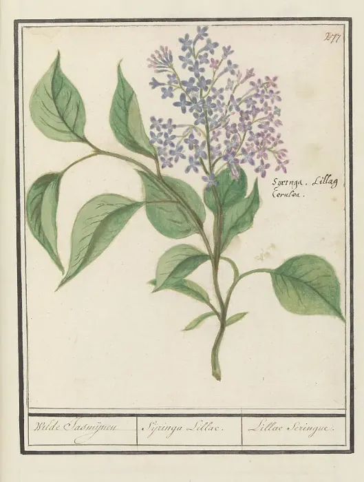 Framed Print : Lilac (Syringa vulgaris), 1596-1610. Creators: Anselmus de Boodt, Elias Verhulst Framed Print : Lilac (Syringa vulgaris), 1596-1610. Creators: Anselmus de Boodt, Elias Verhulst