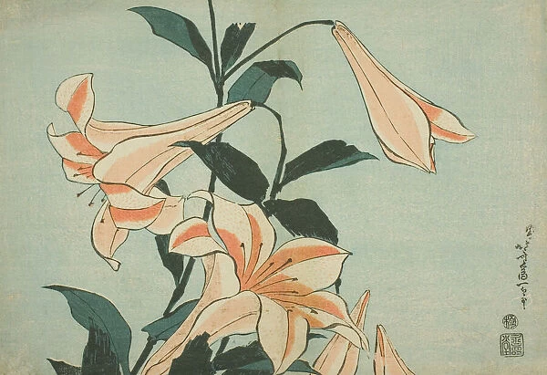 Lilies, from an untitled series of Large Flowers, Japan, c. 1833  /  34. Creator: Hokusai