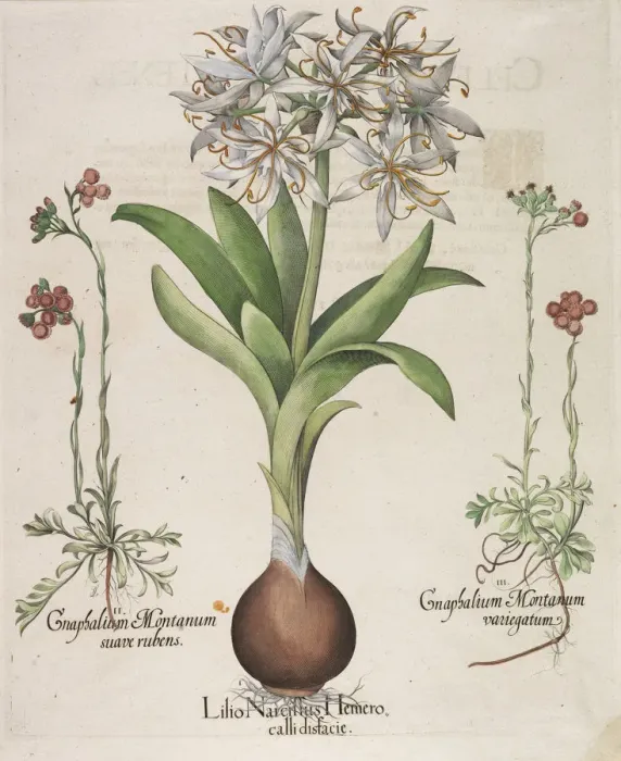 Framed Print : Lilio Narcissus Hemerocalli, 1613. Creator: Besler, Basilius (1561-1629) Framed Print : Lilio Narcissus Hemerocalli, 1613. Creator: Besler, Basilius (1561-1629)