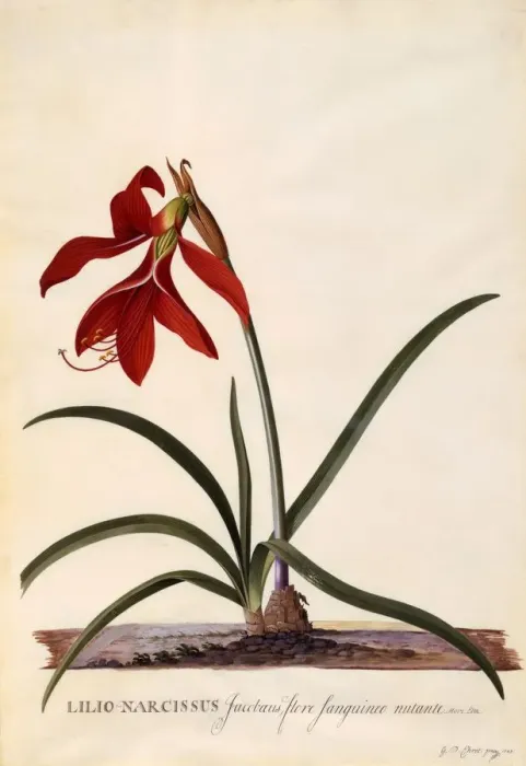 Framed Print : Lilio-Narcissus (Jaobean Lily), c. 1743 (hand coloured engraving) Framed Print : Lilio-Narcissus (Jaobean Lily), c. 1743 (hand coloured engraving)