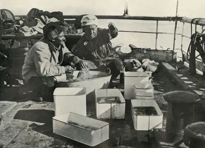 Framed Print : Lillie and Dr. Levick Sorting a Trawl Catch, c1910-1913, (1913). Artist: Herbert Ponting Framed Print : Lillie and Dr. Levick Sorting a Trawl Catch, c1910-1913, (1913). Artist: Herbert Ponting
