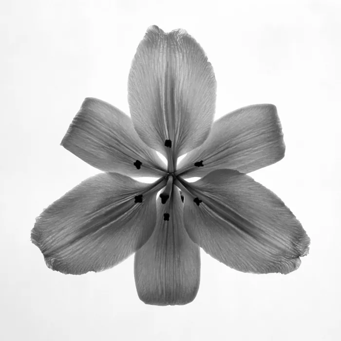 Framed Print : Lily. Creator: Tom Artin Framed Print : Lily. Creator: Tom Artin