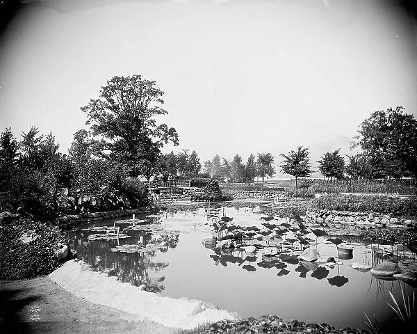 Lily Pond, Belle Isle Park, Detroit, between 1900 and 1906. Creator: Unknown