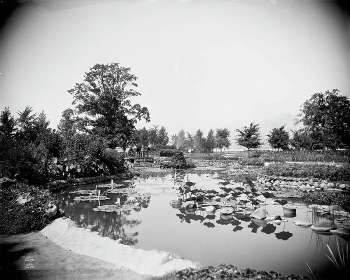 Framed Print : Lily Pond, Belle Isle Park, Detroit, between 1900 and 1906. Creator: Unknown Framed Print : Lily Pond, Belle Isle Park, Detroit, between 1900 and 1906. Creator: Unknown