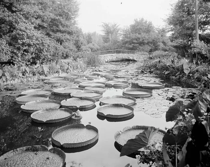 Framed Print : Lily pond, Como Park, St. Paul, Minn. c1905. Creator: Unknown